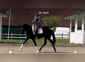 Westfaliano, Giumenta, 4 Anni, 167 cm, Baio nero