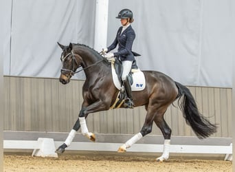 Westfaliano, Giumenta, 4 Anni, 167 cm, Baio scuro
