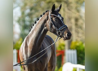 Westfaliano, Giumenta, 4 Anni, 167 cm, Baio scuro