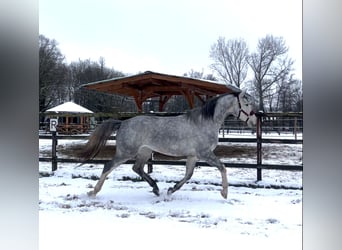 Westfaliano, Giumenta, 4 Anni, 167 cm, Grigio