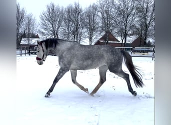 Westfaliano, Giumenta, 4 Anni, 167 cm, Grigio