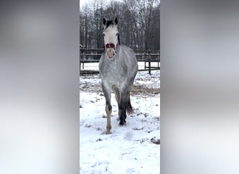 Westfaliano, Giumenta, 4 Anni, 167 cm, Grigio