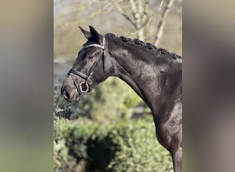 Westfaliano, Giumenta, 4 Anni, 167 cm, Morello