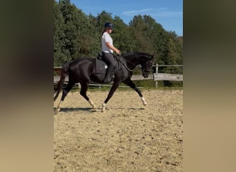 Westfaliano, Giumenta, 4 Anni, 167 cm, Morello