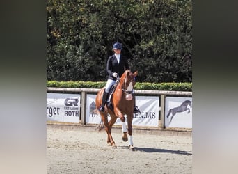 Westfaliano, Giumenta, 4 Anni, 167 cm, Sauro