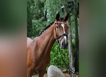 Westfaliano, Giumenta, 4 Anni, 168 cm, Baio