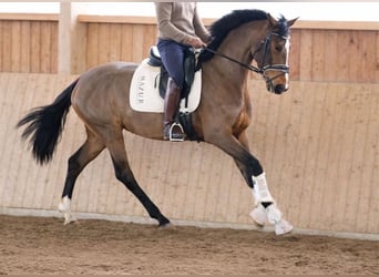 Westfaliano, Giumenta, 4 Anni, 168 cm, Baio