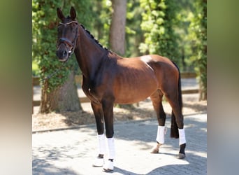 Westfaliano, Giumenta, 4 Anni, 168 cm, Baio