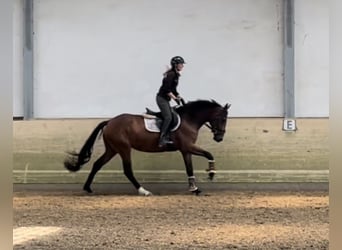 Westfaliano, Giumenta, 4 Anni, 168 cm, Baio