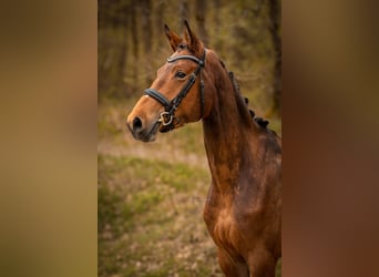 Westfaliano, Giumenta, 4 Anni, 168 cm, Baio