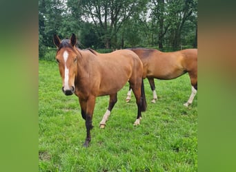 Westfaliano, Giumenta, 4 Anni, 168 cm, Baio