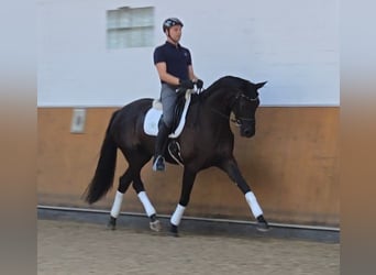 Westfaliano, Giumenta, 4 Anni, 168 cm, Baio nero
