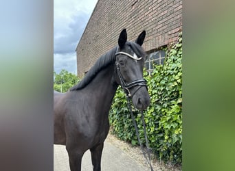 Westfaliano, Giumenta, 4 Anni, 168 cm, Morello