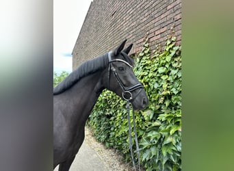 Westfaliano, Giumenta, 4 Anni, 168 cm, Morello