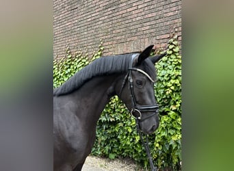 Westfaliano, Giumenta, 4 Anni, 168 cm, Morello