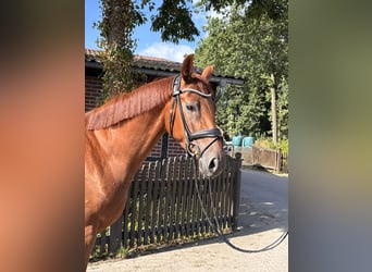 Westfaliano, Giumenta, 4 Anni, 168 cm, Sauro