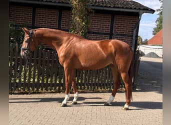 Westfaliano, Giumenta, 4 Anni, 168 cm, Sauro