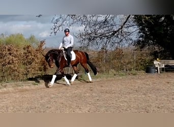 Westfaliano, Giumenta, 4 Anni, 169 cm, Baio
