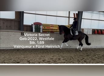 Westfaliano, Giumenta, 4 Anni, 169 cm, Baio