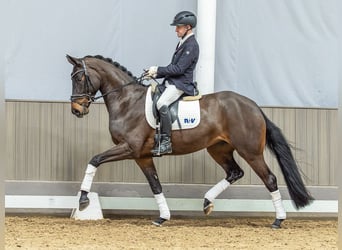Westfaliano, Giumenta, 4 Anni, 169 cm, Baio scuro