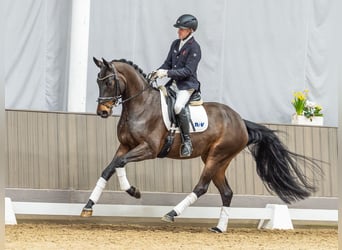 Westfaliano, Giumenta, 4 Anni, 169 cm, Baio scuro