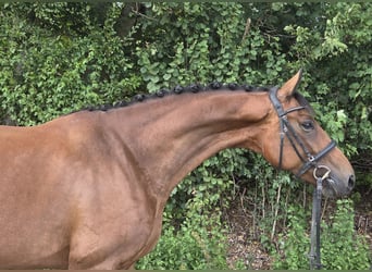 Westfaliano, Giumenta, 4 Anni, 170 cm, Baio