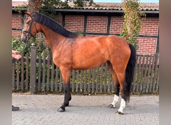 Westfaliano, Giumenta, 4 Anni, 170 cm, Baio