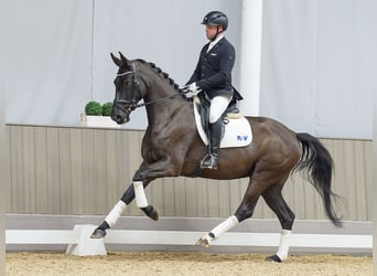 Westfaliano, Giumenta, 4 Anni, 170 cm, Baio nero