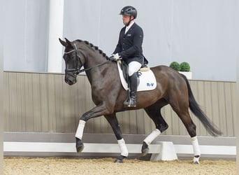 Westfaliano, Giumenta, 4 Anni, 170 cm, Baio nero