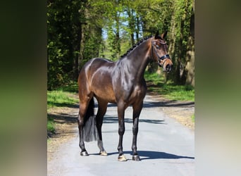 Westfaliano, Giumenta, 4 Anni, 170 cm, Baio scuro