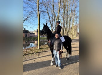 Westfaliano, Giumenta, 4 Anni, 170 cm, Morello
