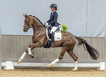 Westfaliano, Giumenta, 4 Anni, 170 cm, Sauro scuro