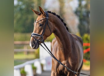 Westfaliano, Giumenta, 4 Anni, 170 cm, Sauro scuro