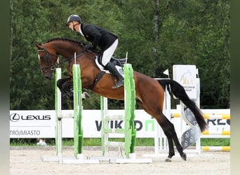 Westfaliano, Giumenta, 4 Anni, 171 cm, Baio