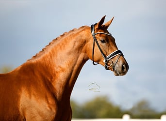 Westfaliano, Giumenta, 4 Anni, 171 cm, Sauro