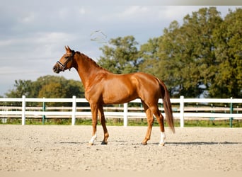 Westfaliano, Giumenta, 4 Anni, 171 cm, Sauro