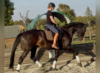 Westfaliano, Giumenta, 4 Anni, 173 cm, Baio nero