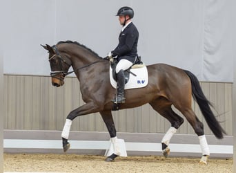 Westfaliano, Giumenta, 4 Anni, 174 cm, Baio scuro