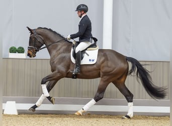Westfaliano, Giumenta, 4 Anni, 174 cm, Baio scuro