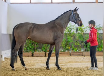 Westfaliano, Giumenta, 4 Anni, 174 cm, Baio scuro