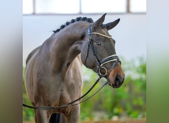 Westfaliano, Giumenta, 4 Anni, 174 cm, Baio scuro