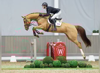 Westfaliano, Giumenta, 4 Anni, 174 cm, Sauro