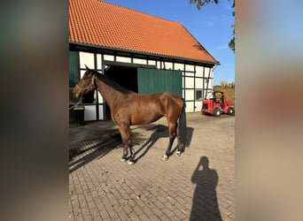 Westfaliano, Giumenta, 4 Anni, 175 cm, Baio