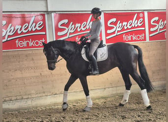 Westfaliano, Giumenta, 4 Anni, 175 cm, Baio nero