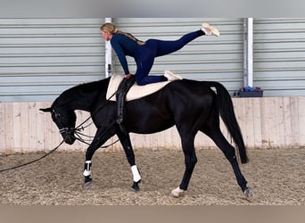 Westfaliano, Giumenta, 4 Anni, 175 cm, Morello