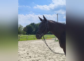 Westfaliano, Giumenta, 4 Anni, 180 cm, Morello