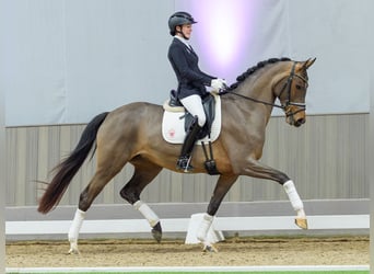 Westfaliano, Giumenta, 4 Anni, Baio