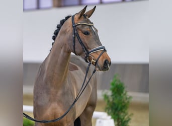 Westfaliano, Giumenta, 4 Anni