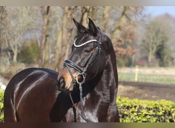 Westfaliano, Giumenta, 5 Anni, 156 cm, Baio scuro