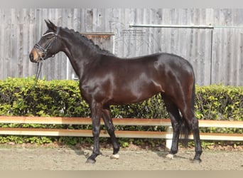 Westfaliano, Giumenta, 5 Anni, 156 cm, Baio scuro